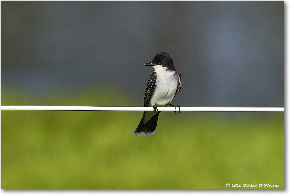 EasternKingbird_ChincoteagueNWR_2025Jun_R5C03569