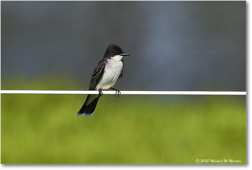 EasternKingbird_ChincoteagueNWR_2025Jun_R5C03596