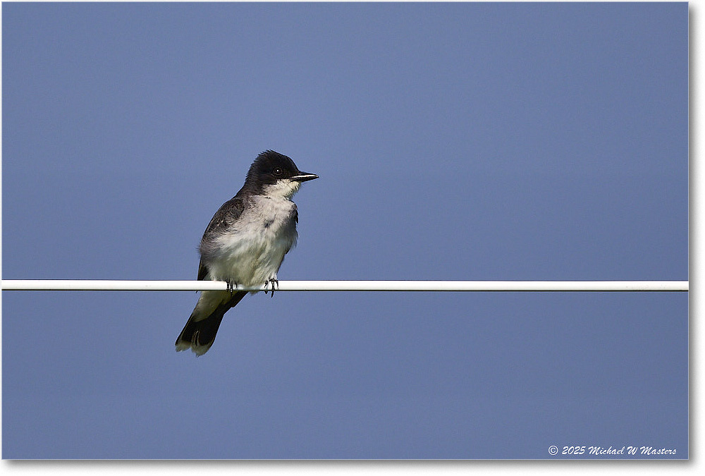 EasternKingbird_ChincoteagueNWR_2025Jun_R5C03638