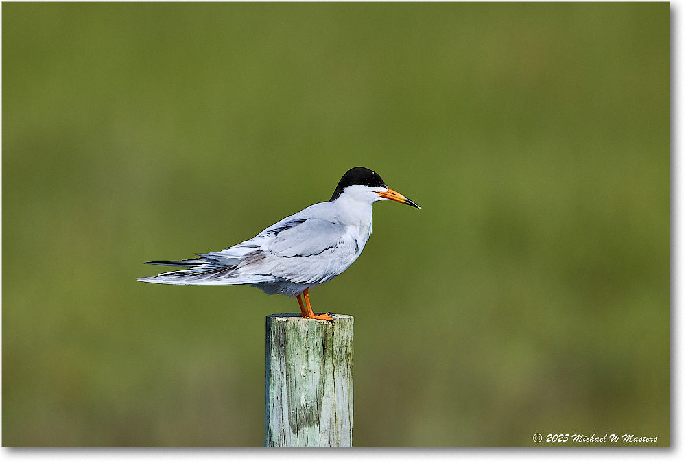ForstersTern_ChincoteagueNWR_2025Jun_R5C03313