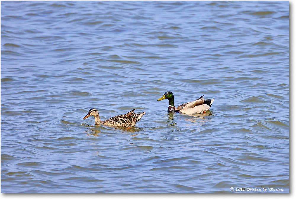 MallardPair_OysterBay_2025Jun_R5A25698