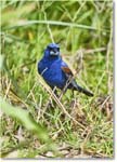 BlueGrosbeak_Assateague_2025Jun_R5D01982