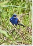 BlueGrosbeak_Assateague_2025Jun_R5D01983