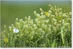 Butterfly_Assateague_2025Jun_R5D01985