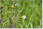 Butterfly_Assateague_2025Jun_R5D01986