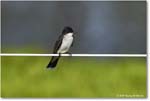 EasternKingbird_ChincoteagueNWR_2025Jun_R5C03596