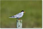 ForstersTern_ChincoteagueNWR_2025Jun_R5C03313