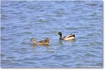 MallardPair_OysterBay_2025Jun_R5A25698