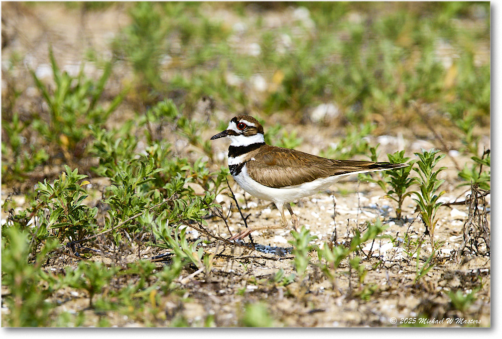 Killdeer_Assateague_2025Jun_R5C03648
