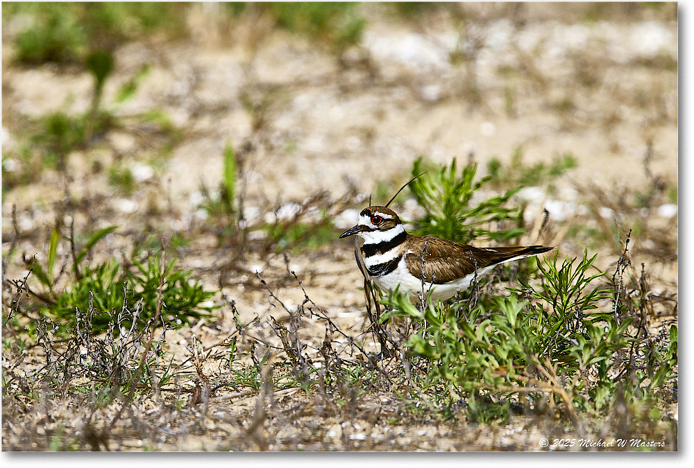 Killdeer_Assateague_2025Jun_R5C03653