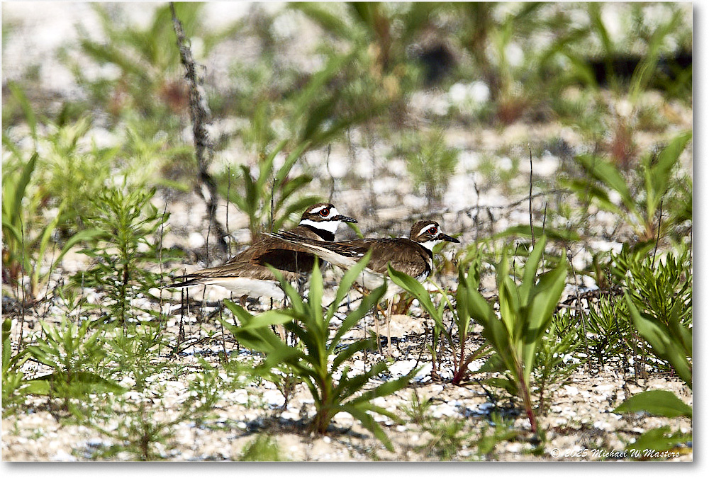 Killdeer_Assateague_2025Jun_R5C03666
