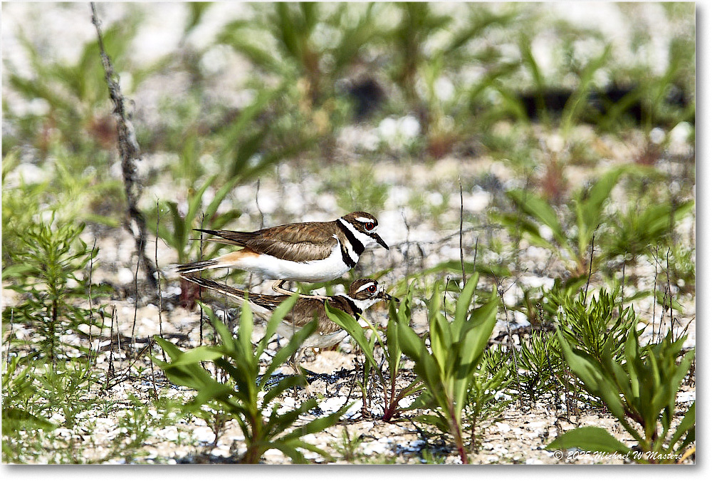 Killdeer_Assateague_2025Jun_R5C03671
