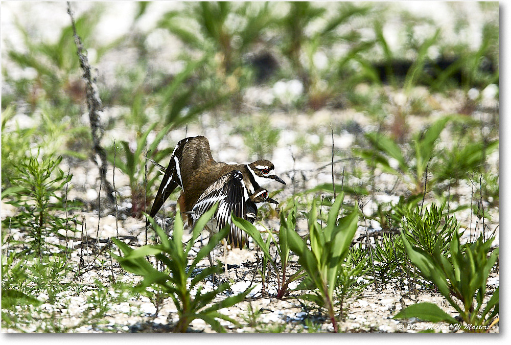 Killdeer_Assateague_2025Jun_R5C03695