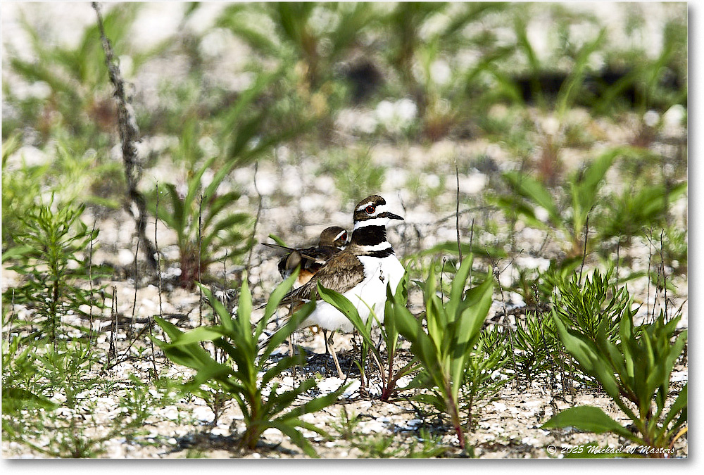 Killdeer_Assateague_2025Jun_R5C03699