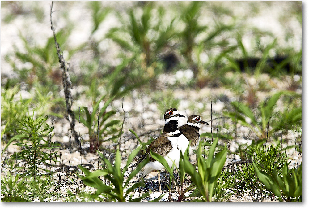 Killdeer_Assateague_2025Jun_R5C03709