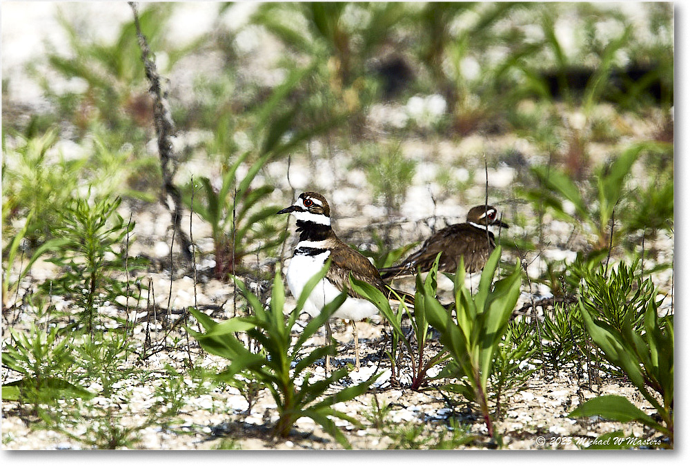 Killdeer_Assateague_2025Jun_R5C03718