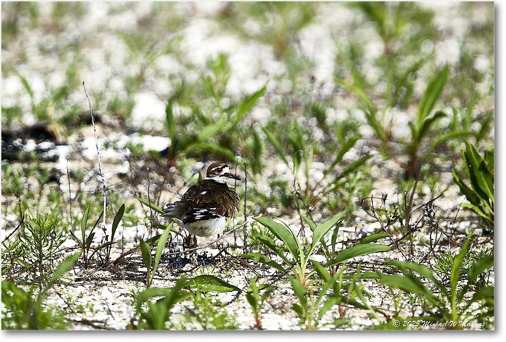 Killdeer_Assateague_2025Jun_R5C03746