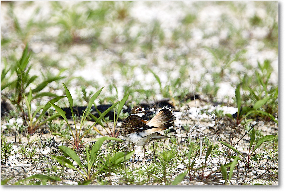 Killdeer_Assateague_2025Jun_R5C03766