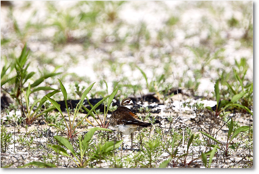 Killdeer_Assateague_2025Jun_R5C03769