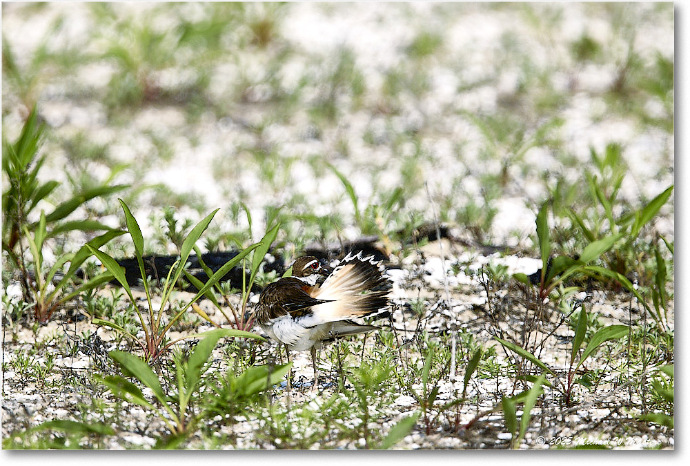 Killdeer_Assateague_2025Jun_R5C03771