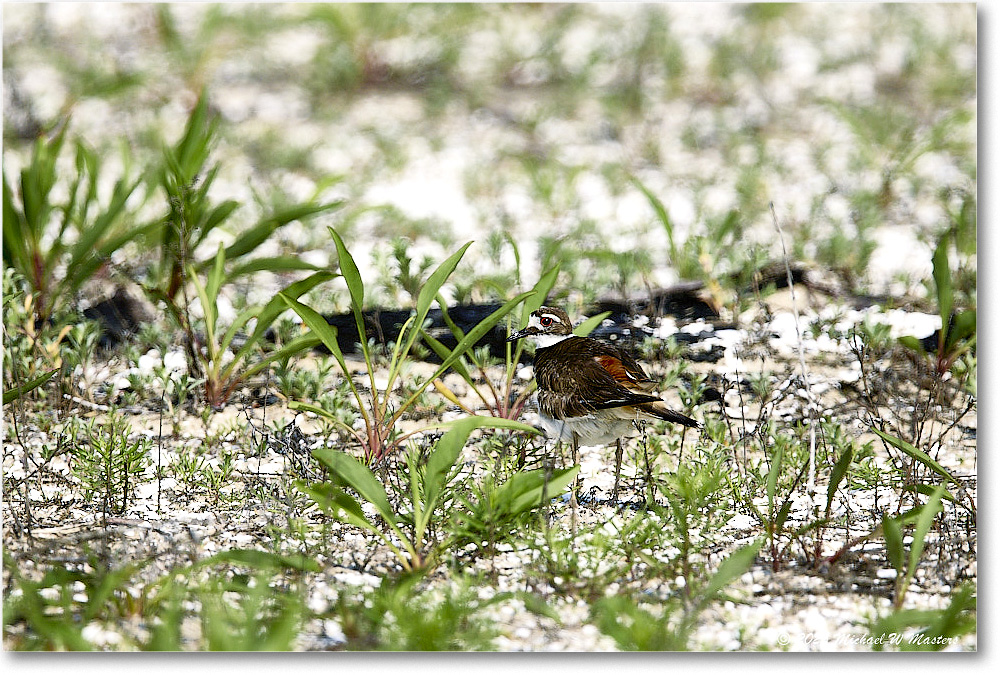 Killdeer_Assateague_2025Jun_R5C03784