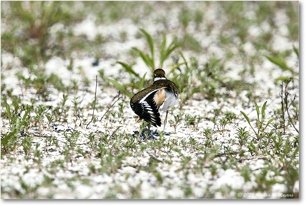 Killdeer_Assateague_2025Jun_R5C03791