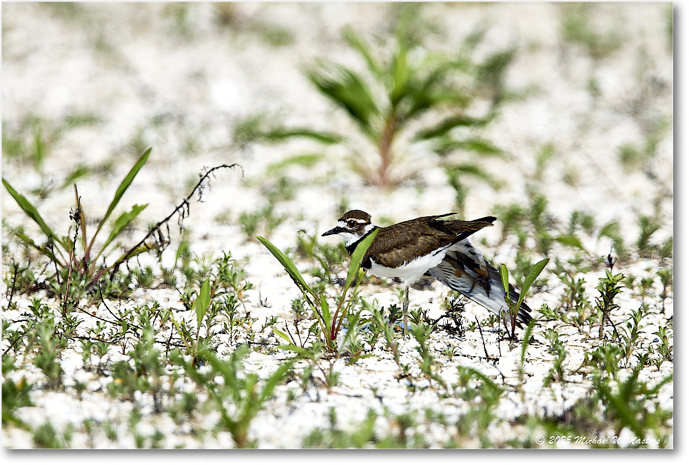 Killdeer_Assateague_2025Jun_R5C03810