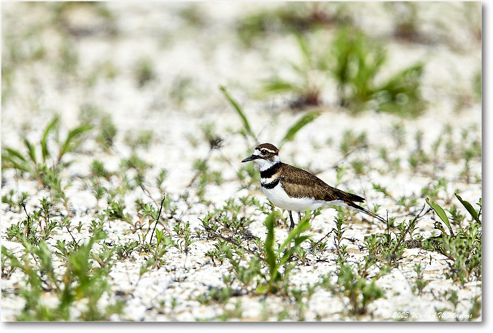 Killdeer_Assateague_2025Jun_R5C03834