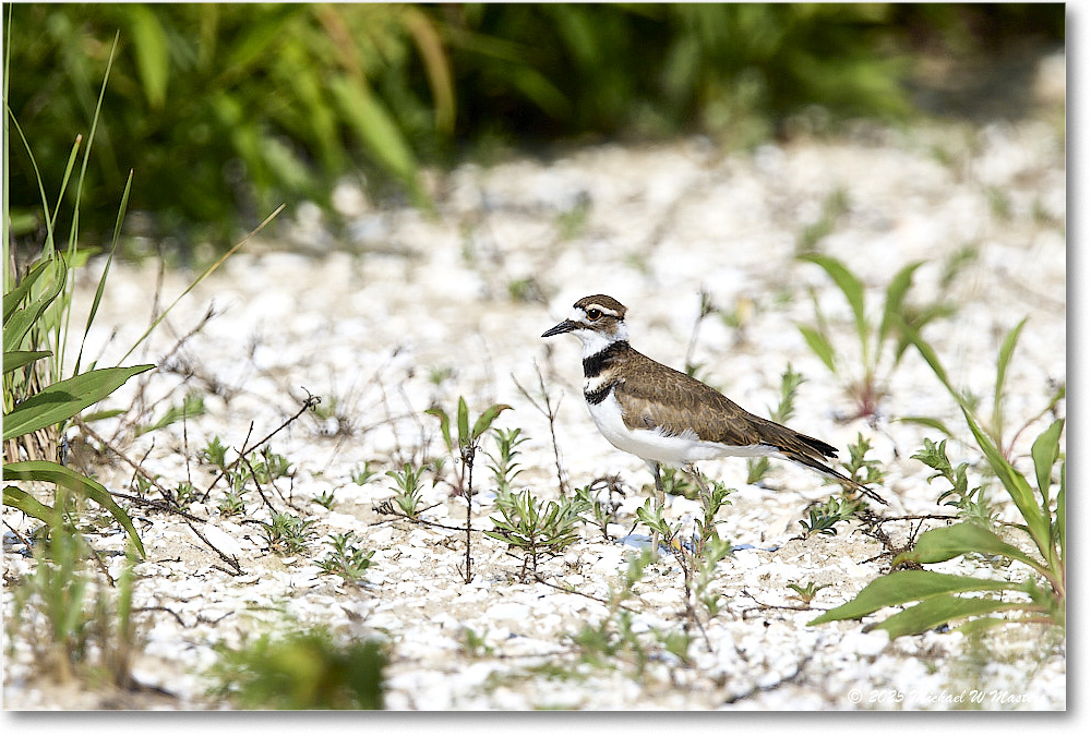 Killdeer_Assateague_2025Jun_R5C03854