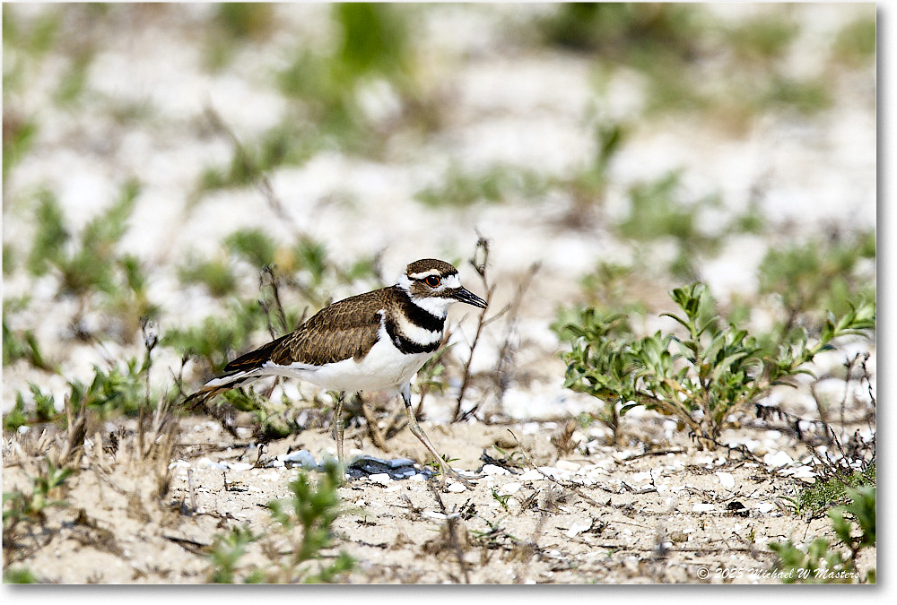 Killdeer_Assateague_2025Jun_R5C03886