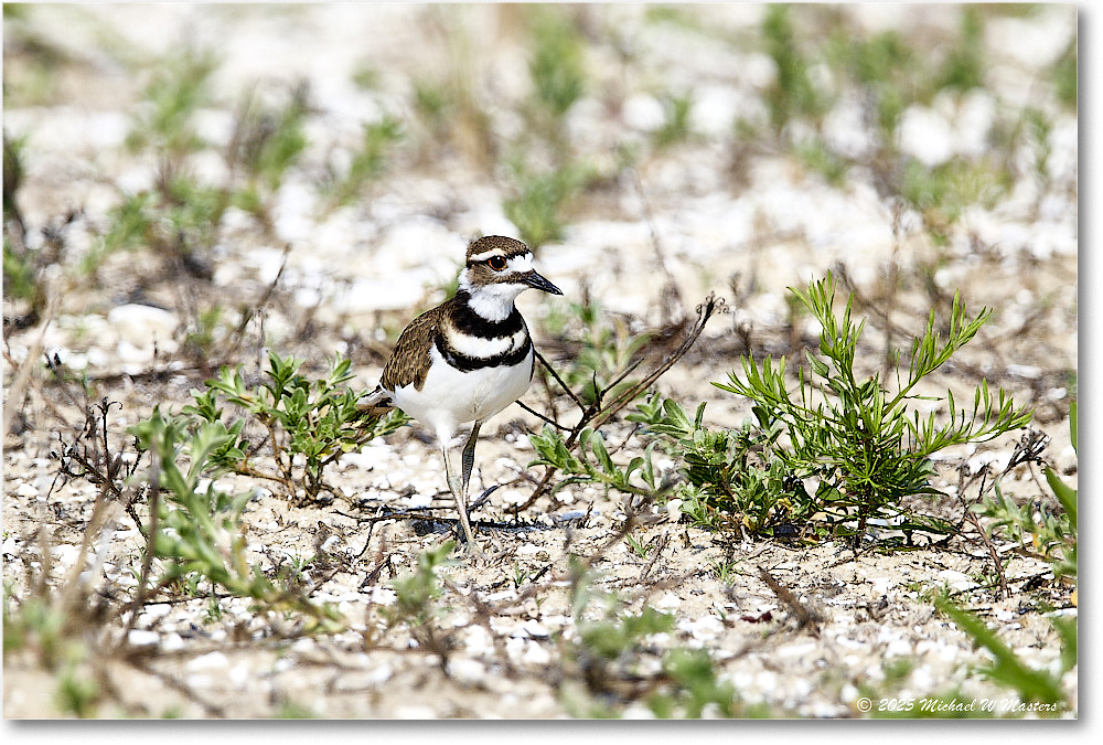 Killdeer_Assateague_2025Jun_R5C03891