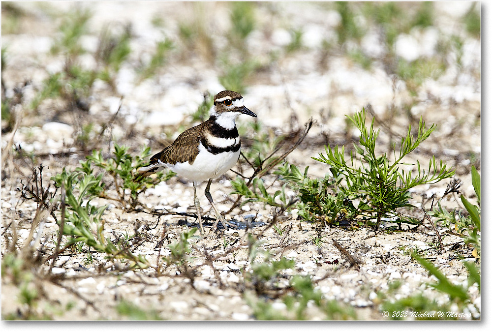 Killdeer_Assateague_2025Jun_R5C03892