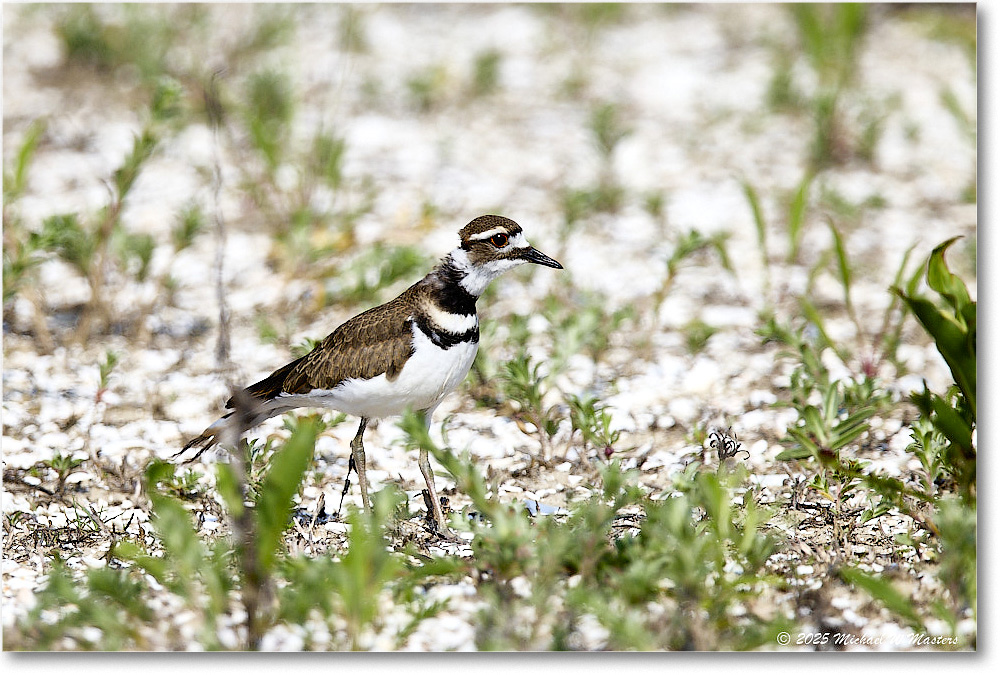 Killdeer_Assateague_2025Jun_R5C03907