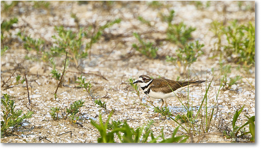 Killdeer_Assateague_2025Jun_R5D01731