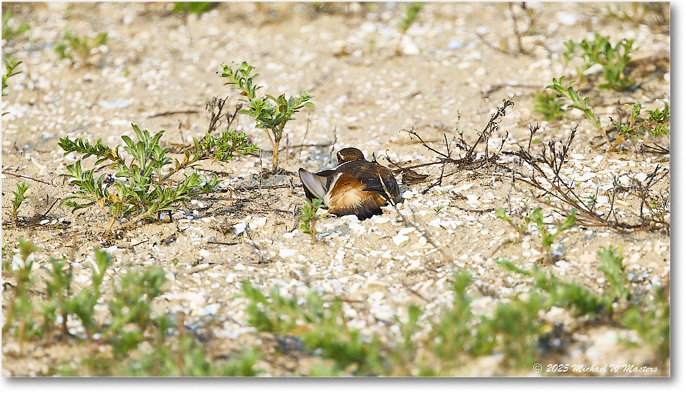 Killdeer_Assateague_2025Jun_R5D01733