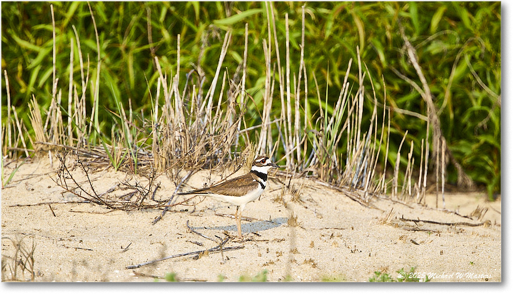 Killdeer_Assateague_2025Jun_R5D01737