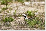 Killdeer_Assateague_2025Jun_R5C03653