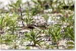 Killdeer_Assateague_2025Jun_R5C03666