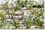 Killdeer_Assateague_2025Jun_R5C03671