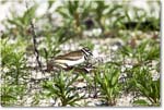 Killdeer_Assateague_2025Jun_R5C03684