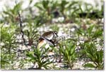 Killdeer_Assateague_2025Jun_R5C03689