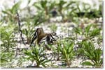 Killdeer_Assateague_2025Jun_R5C03695