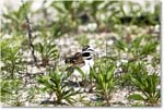 Killdeer_Assateague_2025Jun_R5C03699