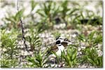 Killdeer_Assateague_2025Jun_R5C03709