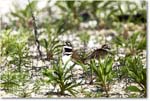Killdeer_Assateague_2025Jun_R5C03718