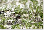 Killdeer_Assateague_2025Jun_R5C03746
