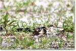 Killdeer_Assateague_2025Jun_R5C03766