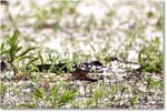Killdeer_Assateague_2025Jun_R5C03769
