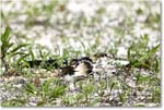 Killdeer_Assateague_2025Jun_R5C03771
