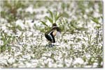 Killdeer_Assateague_2025Jun_R5C03791